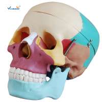 Human Science Plastic Life-Size Colorful Skull model