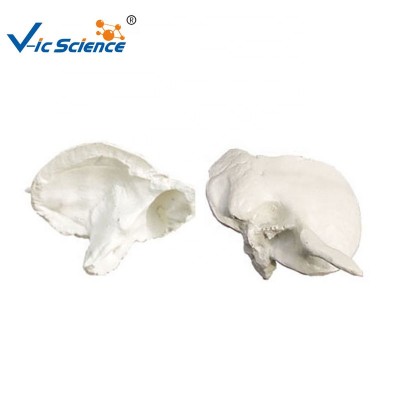 High quality Medical Temporal bone Model