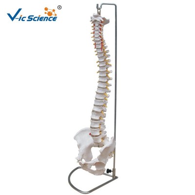 High quality Medical Human Spine Model