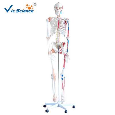 High Quality Medical Human Plastic Skeleton Model with Muscles and Ligaments 180cm