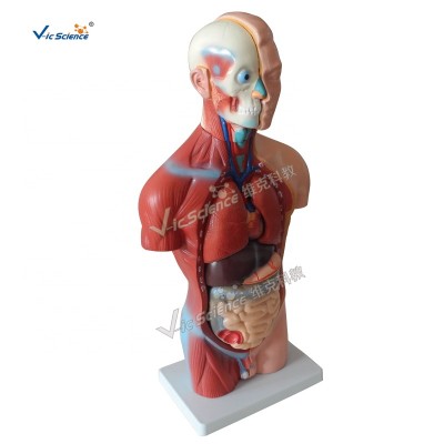 42cm Anatomy Human Body Organs Torso Model 13parts