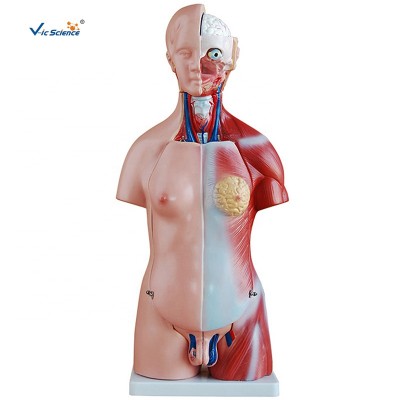 Biology 45CM Human Torso Model 23 Parts Anatomical Model