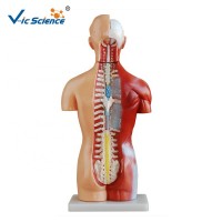 42CM Plastic Sexless  Medical Student Anatomical Teaching HUman body Torso Model 18 Parts