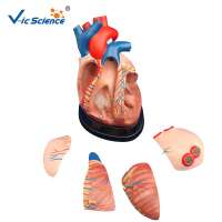 China Made Middle Size Human Heart Model