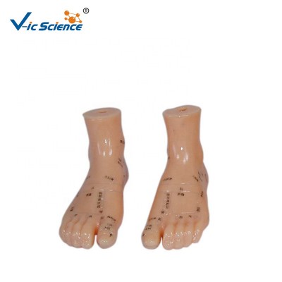 Medical Student  teaching PLastic  ChineseTroditional 12cm Both Feet Foot  Massage Model  Aids