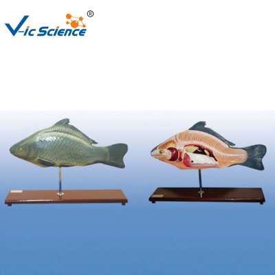 Hot Sale Animal Fish Dissection Anatomy Model for Teaching