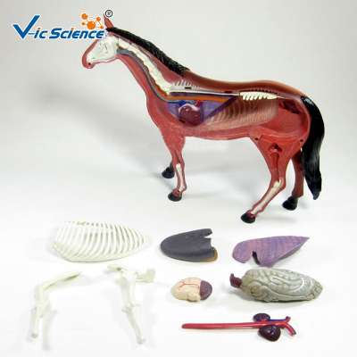 Hot Sale 3D Animal Models Horse Anatomical  Model for Teaching