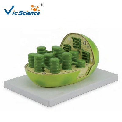 Hot Sale  Anatomical  Models medical science  teaching enlarge Plastic  Plant chloroplast model