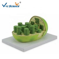 Hot Sale  Anatomical  Models medical science  teaching enlarge Plastic  Plant chloroplast model