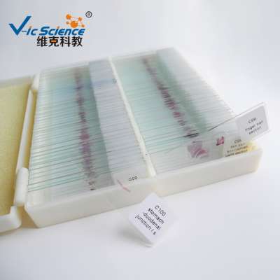 Quality Human  Teaching Microscope Histology Prepared Slides (100kinds)