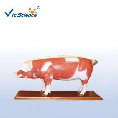 Animal Models The Dissection Model Of Pig  for Teaching (18 parts)