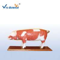 Animal Models The Dissection Model Of Pig  for Teaching (18 parts)