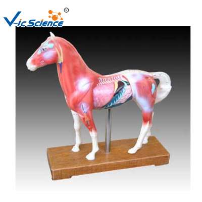 Hot Sale Animal Models Horse Acupuncture Model  for Teaching