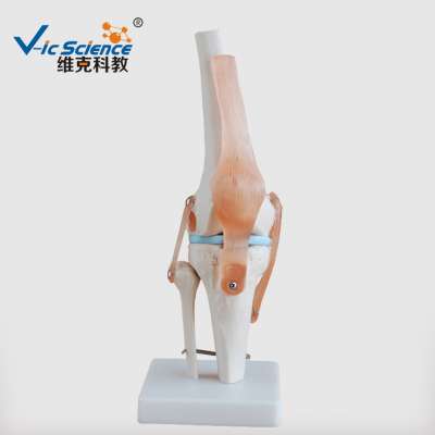 Skeleton Model of Life-Size Artificial Knee Anatomical Joint