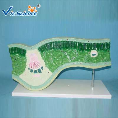 Hot Sale Botany Leaf Structure Plant Model  for Teaching