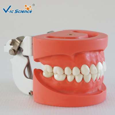 Medical Dental Model Teeth model for Teaching