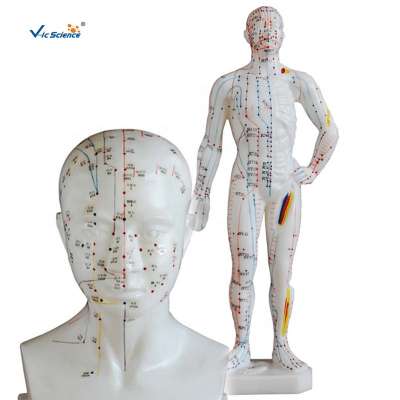 Mini 26cm Human Chinese Teaching Acupuncture Point Model with Acupoints