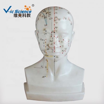 For Sale Life Size Human Head Acupuncture Model with Acupoints