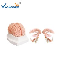 Human Body Brain Model Cerebrum Anatomy Model with 4parts