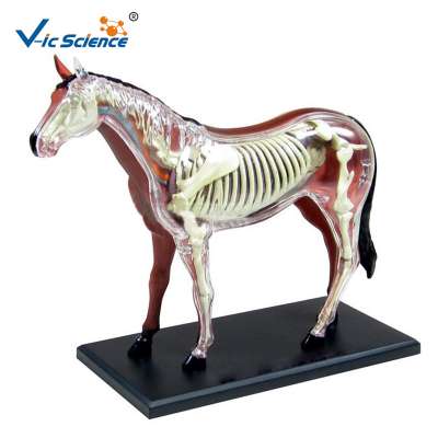 Imported PVC  Horse Anatomical Models of Animals  for Medical Teaching