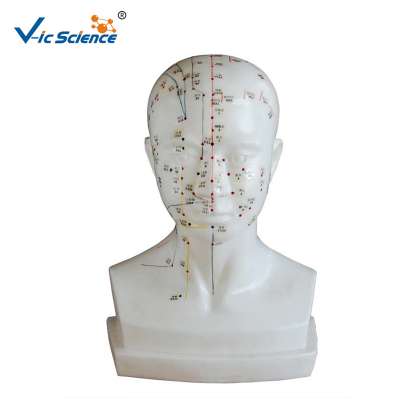 Life-size Head Acupuncture Manikin