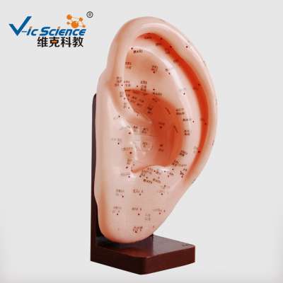 22cm Ear Acupuncture Point Model for Traditional Chinese Medical Learning