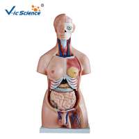 85CM Unisex Human Body torso Anatomy Model 40 Parts  For Teaching