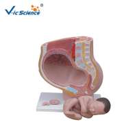 High Quality Female Pelvic Model With Fetus For Medical