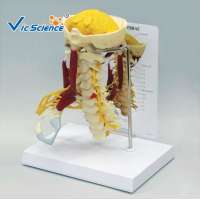 High Quality  Medical  Cervical Spine With Nerve Anatomical Model