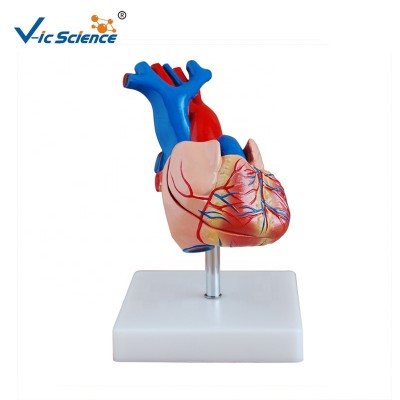 Medical Life-size Plastic Heart Anatomical Model for sale